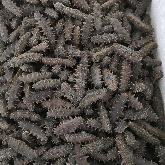 Сушеный морской огурец/оптовая продажа высокий уровень белка низкокалорийный сушеный