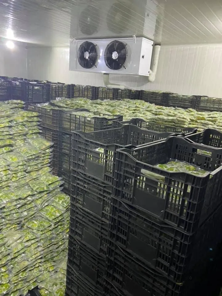 2023 высокое качество низкая цена IQF вьетнамский замороженный авокадо от Голубой фермы лотоса