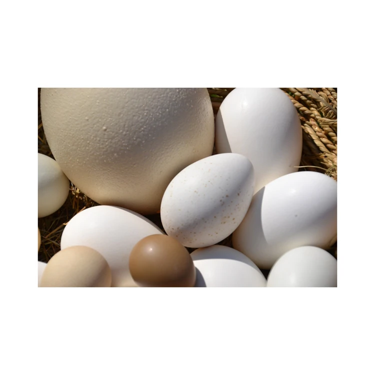 Ostrich Fertilized Eggs For Sale
