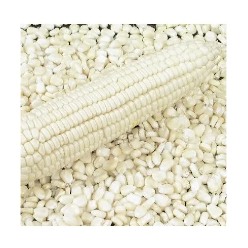 Non-GMO Yellow Corn & White Corn/Maize /Popcorn White Corn for Human & Animal Feed popcorn seeds
