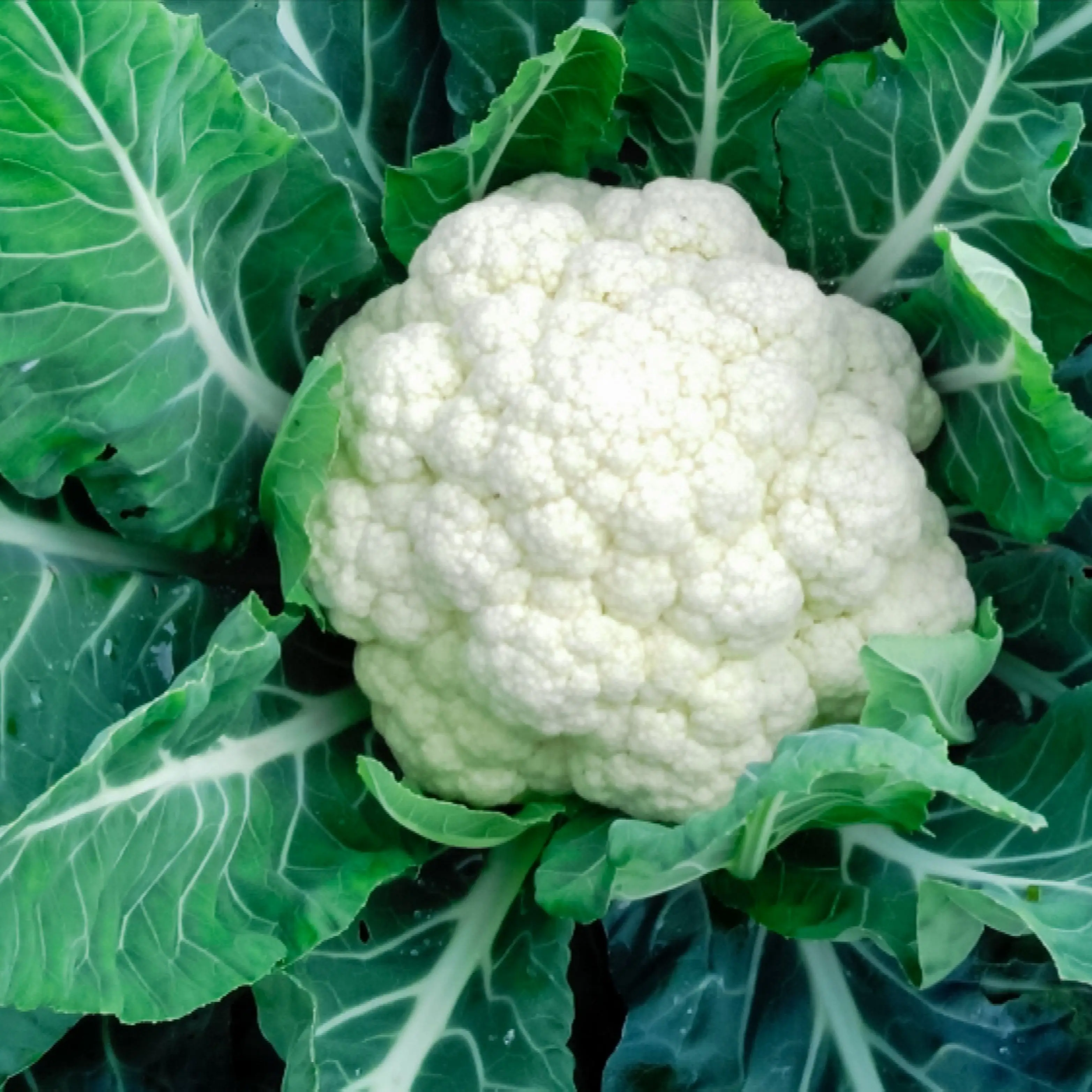 Best Selling Cauliflower At Wholesale Prices