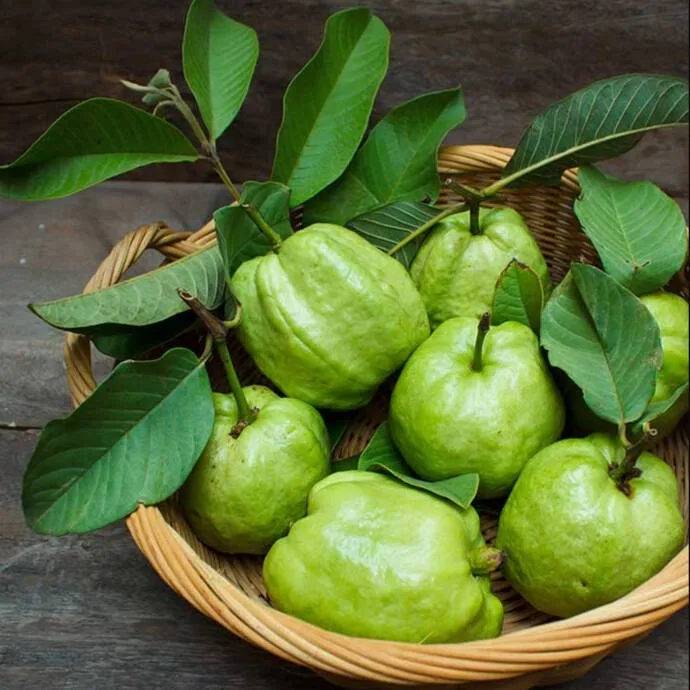 GUAVA Max Bag Green Sweet Style Packing Organic Color Weight Skin Method Natural ORIGIN Type Shape FLESH Quality Size Product