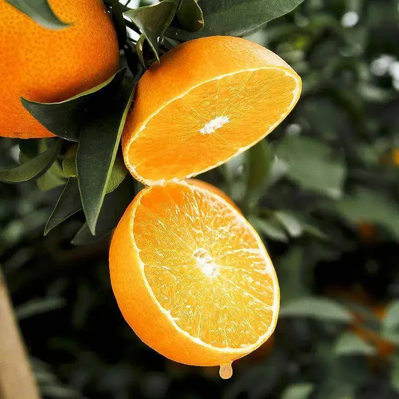 High Quality Sweet Sugar  Fresh Bulk Mandarin Oranges Bingtangcheng