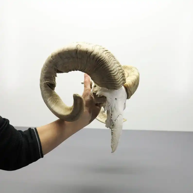 Cultural Masterpiece Exquisite Hand Carved Buffalo Bull & Ram Skull with Majestic Horns  Contemporary Wall & Stand Art