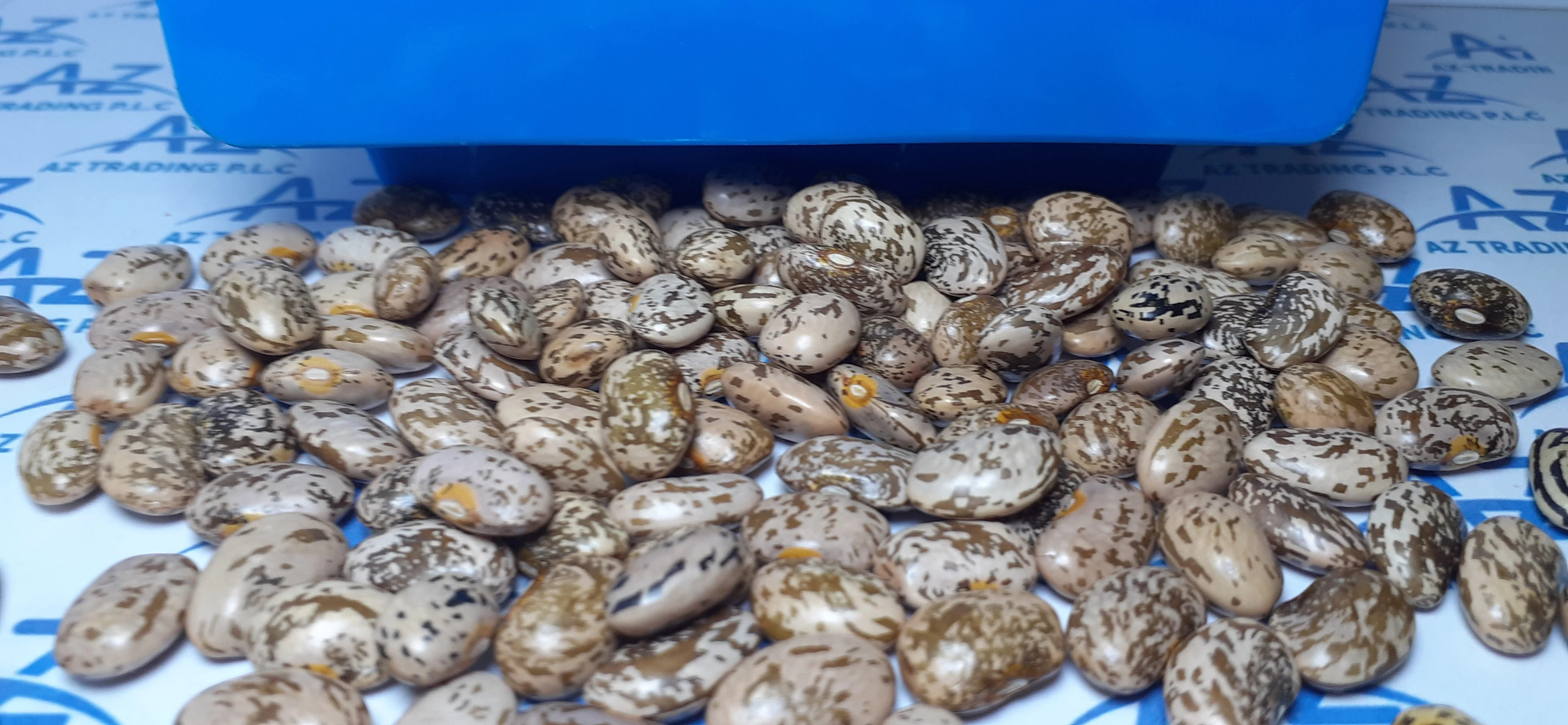 Factory Direct Sale: High-Quality 2024 Pinto Beans, All Sizes Available Premium Quality Bulk Quantity