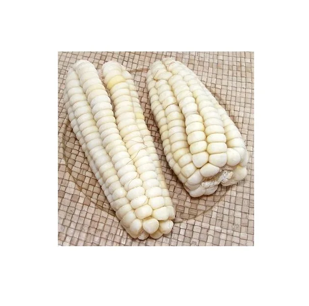 High Quality White Corn Maize Grains for Animal Feed / White Maize Seeds