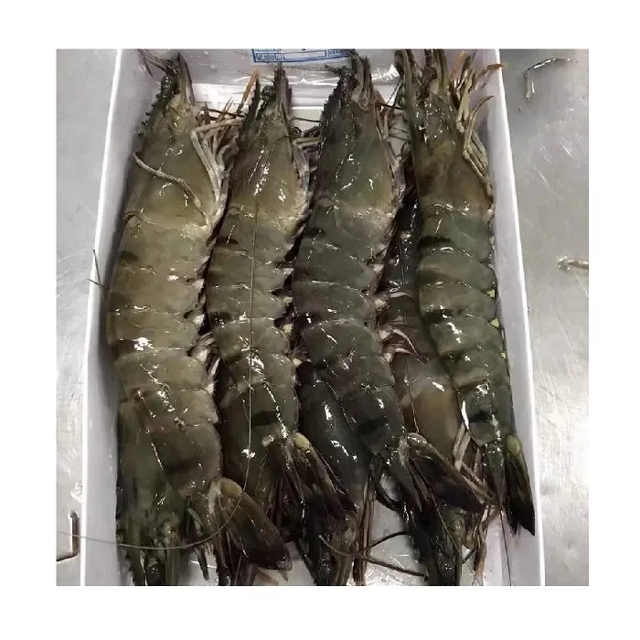Black Tiger Shrimp Fresh 100% High Quality Export