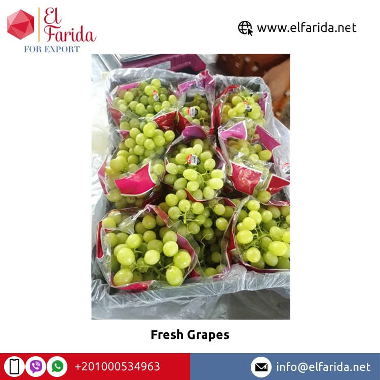 Best Quality New Fresh Green Grapes Crimson Seedless Fresh Fruit Grape for Export
