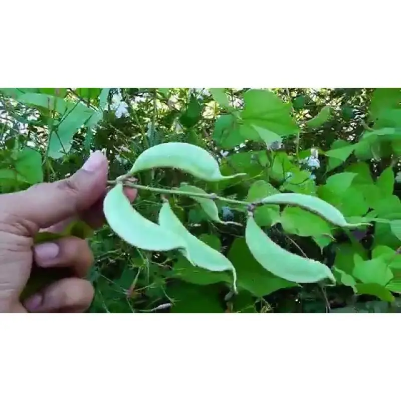 Лидер продаж экспорт для лабораторных бэнов (пансон) в баночке