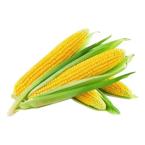 Top Grade Wholesale Nutritious Yellow Maize Corn For Animal Feed Bulk Export Products From Indian Exporter