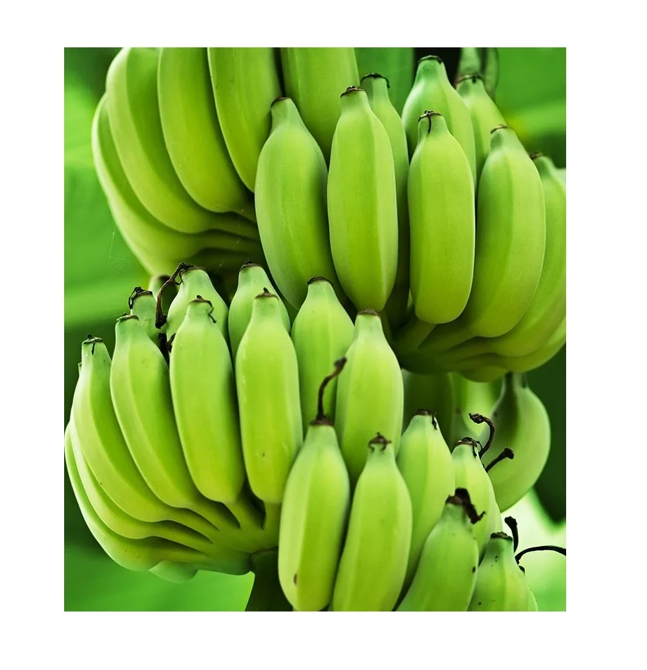 High Quality Fresh Banana Leaf Natural Green 120cm Origin Indonesia Customized Packaging