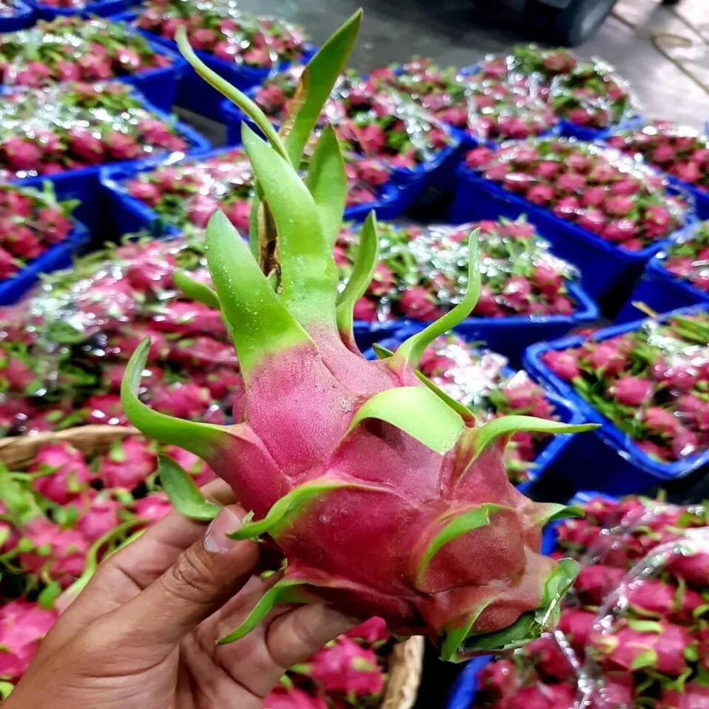 Fresh White Dragon Fruit High Quality Good Price Wholesales High Grade Best Dragon Fruit Ready To Ship