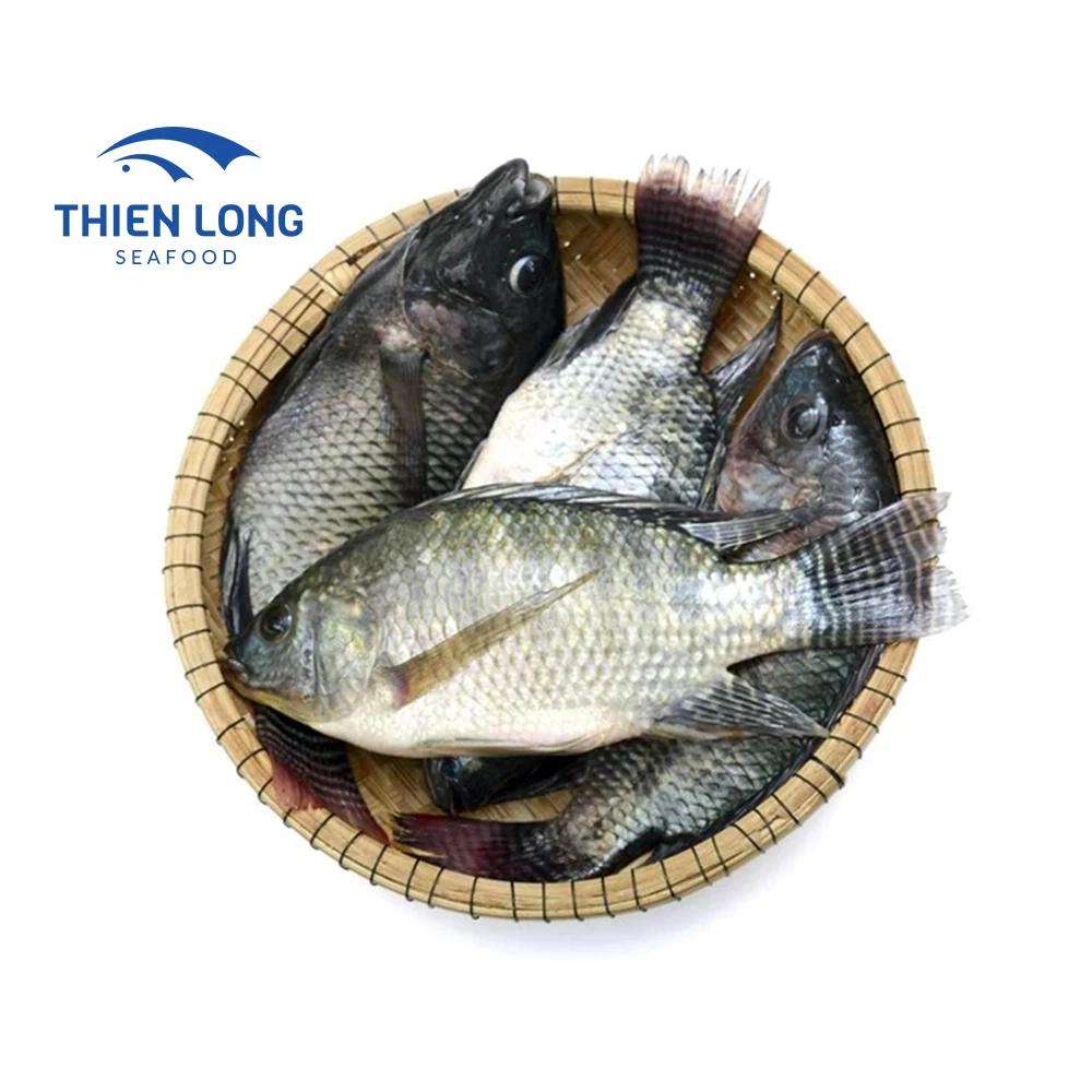 Производители черной тилапии замороженная кормовая рыба Тилапия IQF 200 - 300 г для экспорта