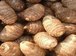 GOOD FRESH TARO/ BEST PRICE FRESH TARO ROOT