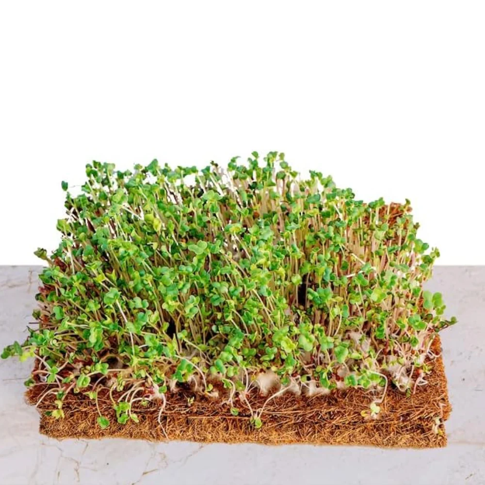 Hot Sale Sustainable Coconut Coir Fiber Mat/ Coconut Fiber Mesh With High Quality Material and Good Price Made in Vietnam