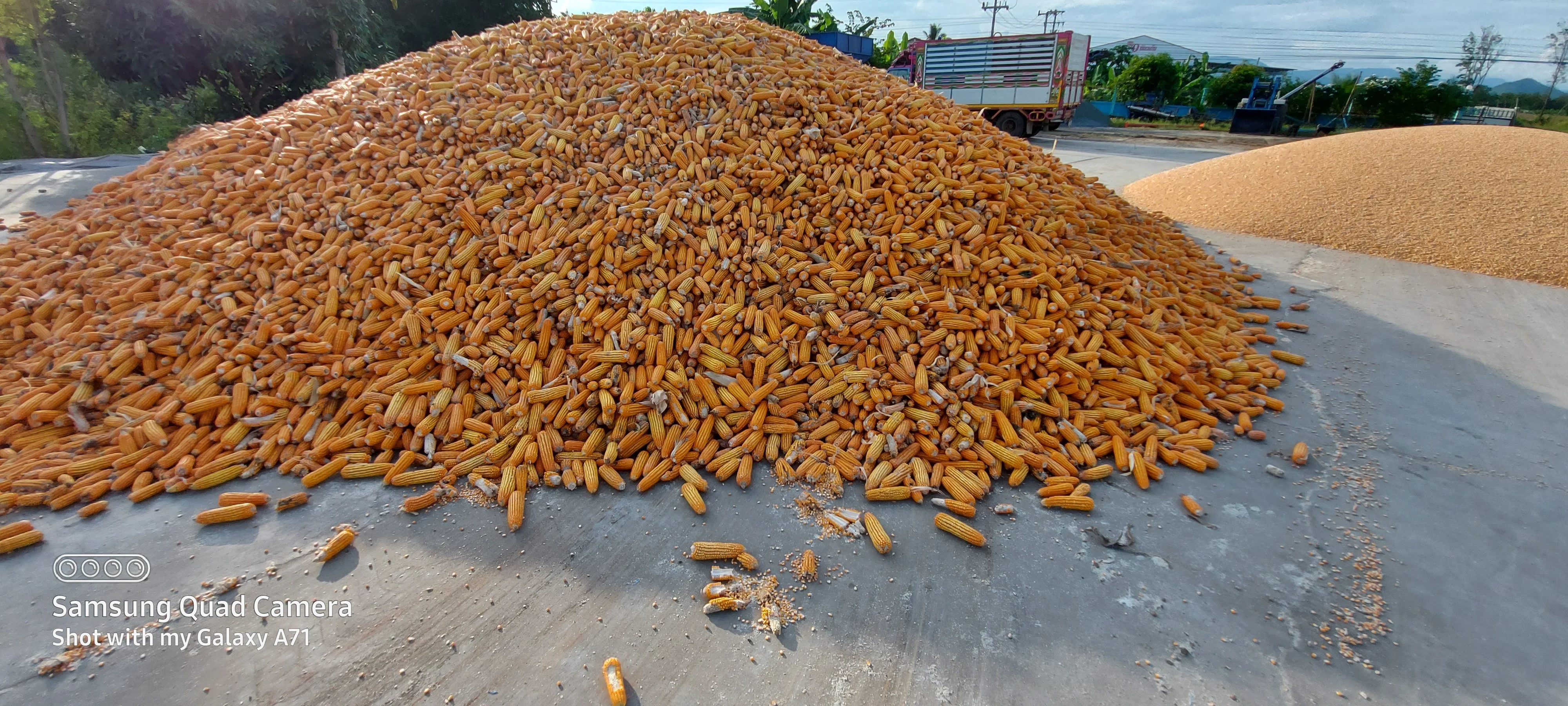 Yellow Corn Non-GMO Fit for Human Consumption and Animal Feed/Origin Thailand yellow corn for poultry feeding