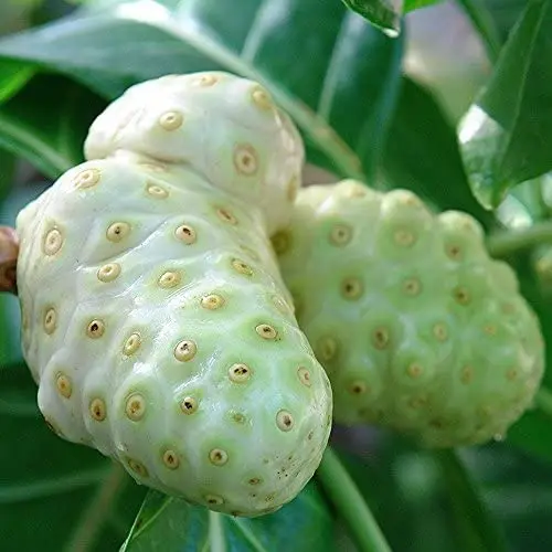 Frozen Noni Fruit Big Size/ Good Quality Frozen Noni Fruit Ms Sophie