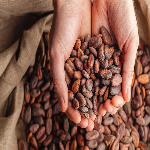 Wholesale Supplier Of Bulk Fresh Stock of Raw Dried Cocoa Beans