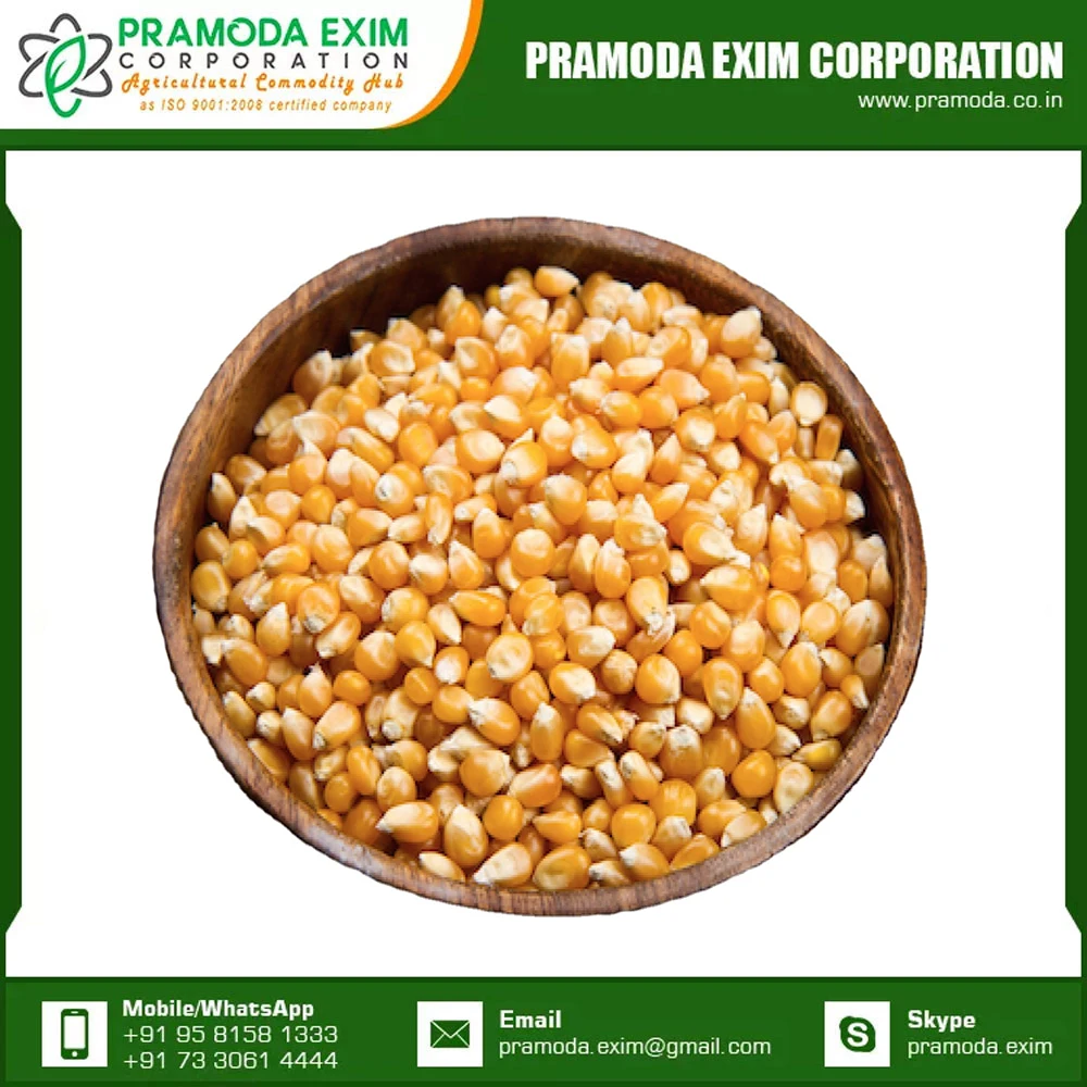 Superb Quality For Sale Yellow Corn Animal Feed Yellow Corn Available At Affordable Price