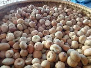 Wholesale High quality Dried Betel nut Cheap price/ holiday