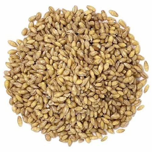High Quality Soft Hard Wheat Grains 100% Pure Wheat Barley Soft Milling Wheat Ready for Export at Low Price Premium Quality