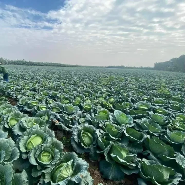 Competitive Price High Quality Variety Vegetables Fresh White Cabbage Made In Vietnam Factory