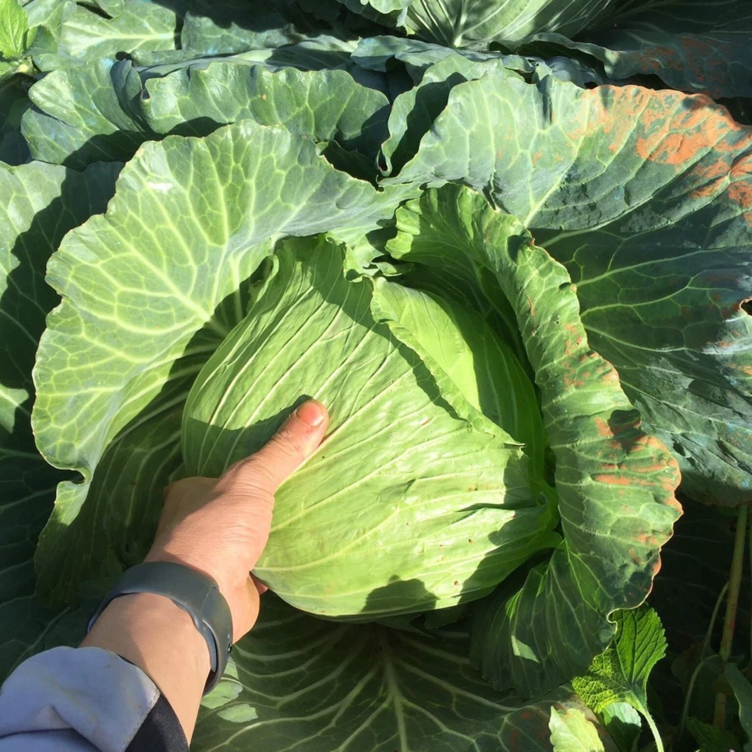 Green Farmer Household Supply Vegetables Fresh Cabbages From Vietnam Nutrition Food  Flavor Crispy And Sweet Shape Round Vietnam