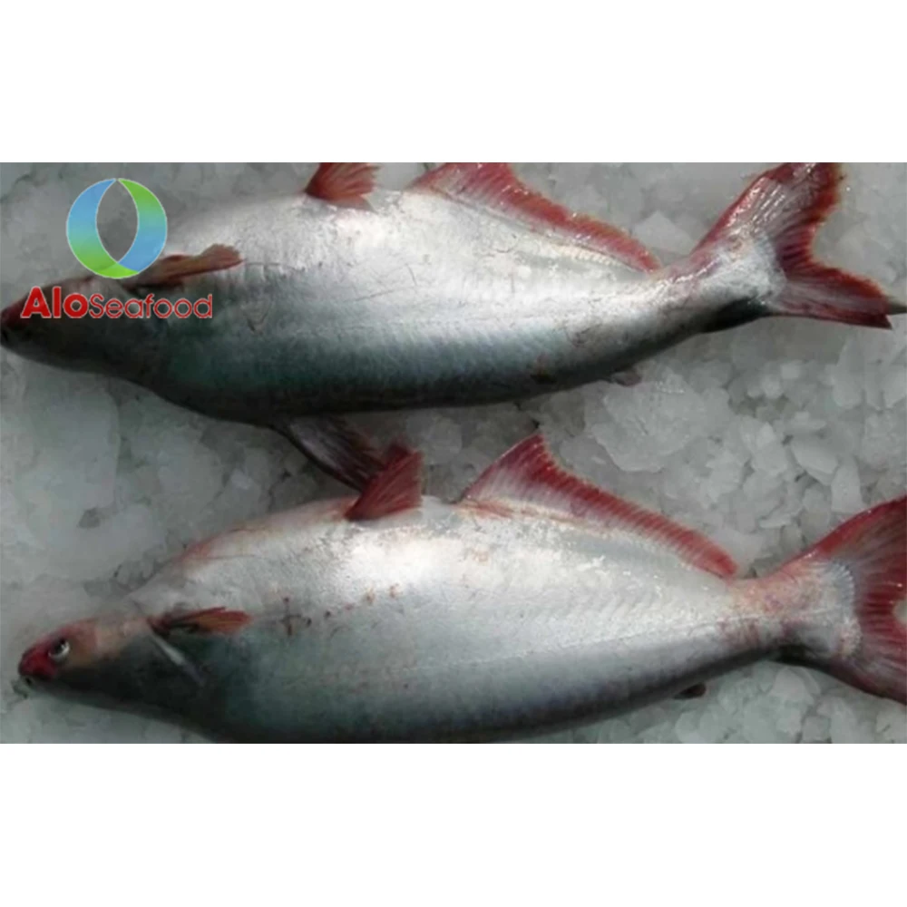 Super Whole Round frozen Pangasius Fish With Weight 10kg From Vietnam Cheap Price