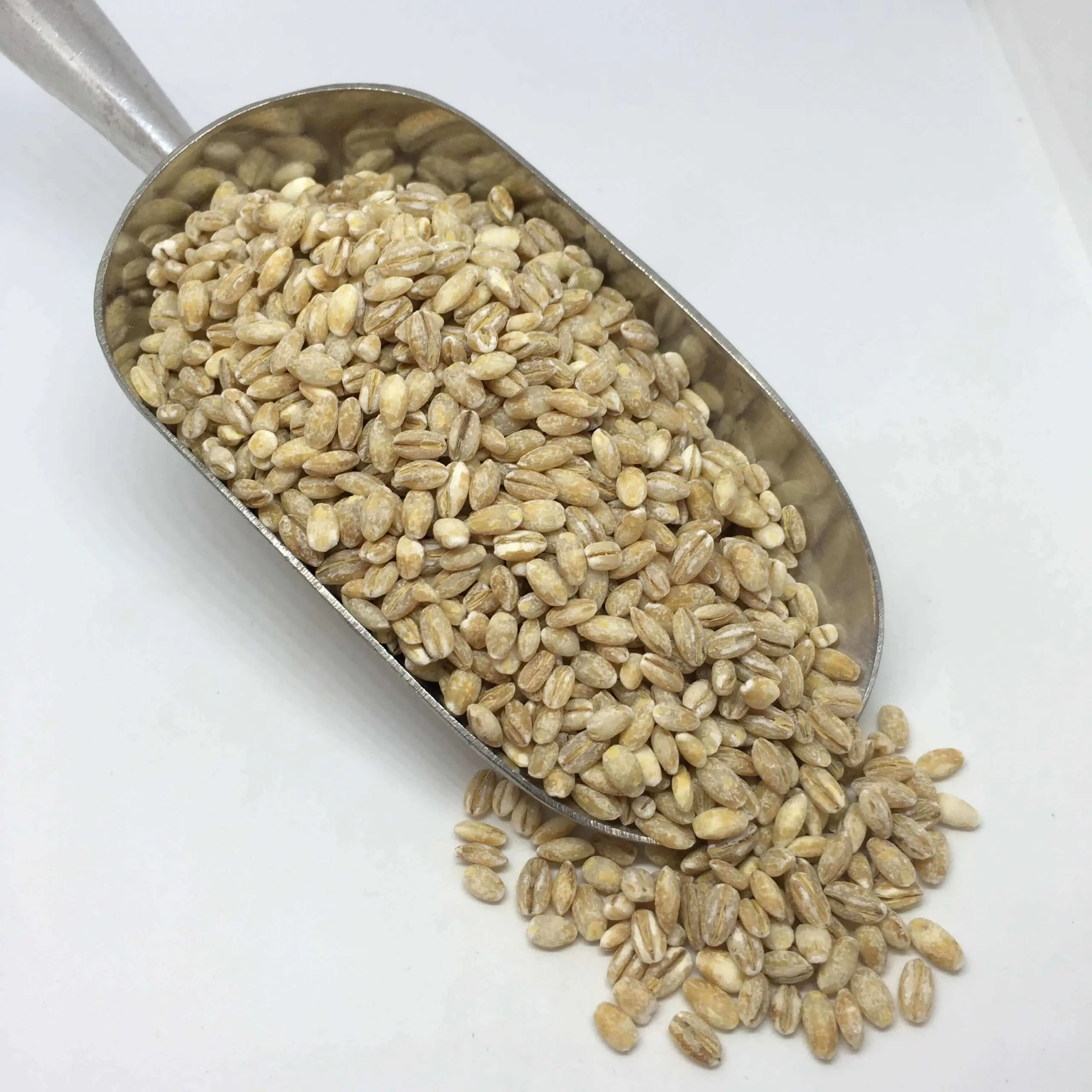 Top quality Barley grain for use as animal feed and in food industry wholesale from manufacturer barley for sale in bulk