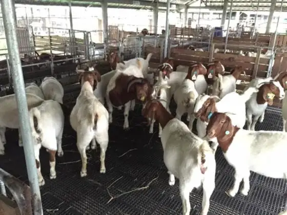 100% чистые живые козы размером 60*17 мм