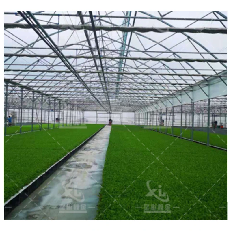 Agricultural greenhouse pillar multi-span cabbages growing vigorously tunnel multi-span film greenhouse