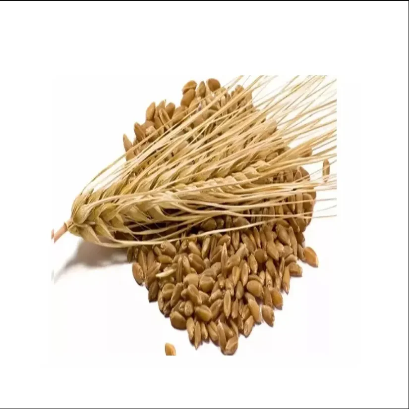 Wholesales Barley Seeds/Animal feed barley/bulk barley grains for sale
