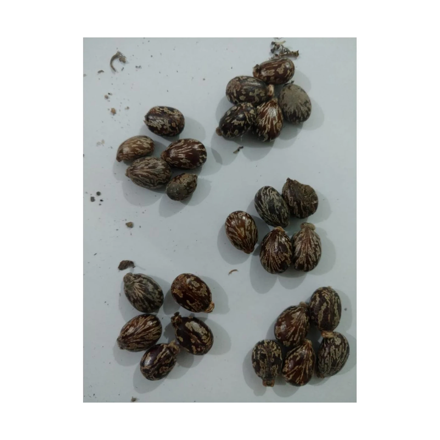 Cheap High Quality Natural Castor Seed