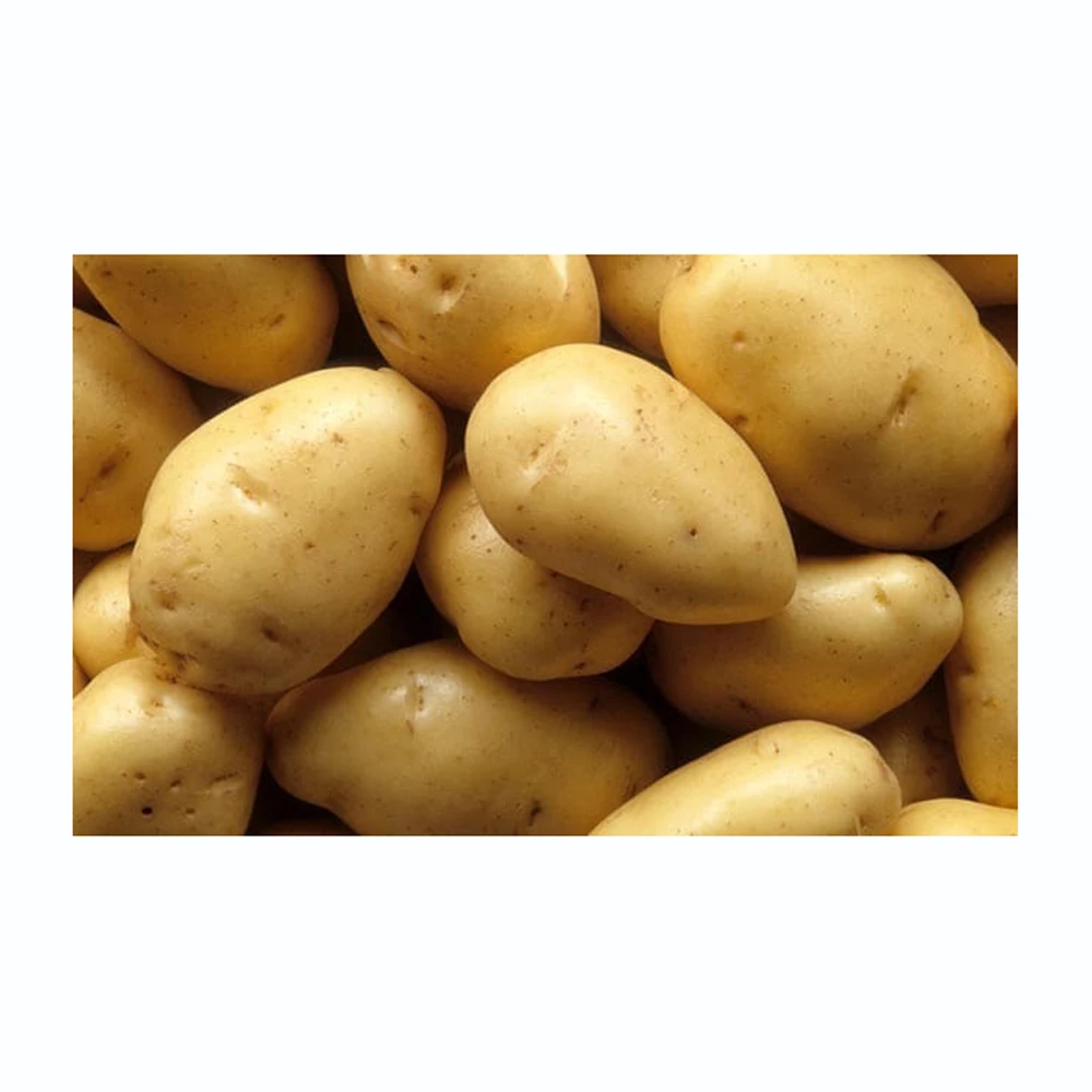 USA supplier fresh new crop vegetables wholesale potato fresh prices in China for export fresh potatoes
