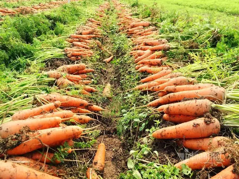 Горячая распродажа! Новый урожай свежих органических овощей оптом, семена картона/моркови, цена моркови оптом на экспорт