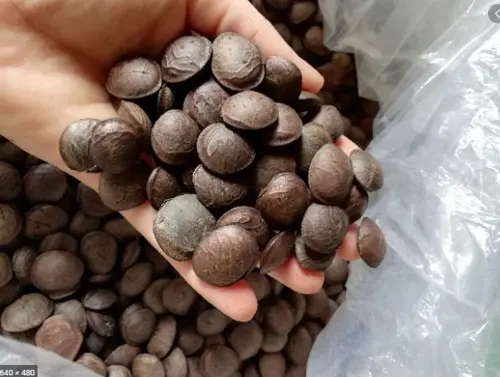 Высококачественная Белковая сырая Сача-инчи с оболочкой орехи сачи арахисовая Инка по конкурентоспособной цене/Лима + 84 346 565 938