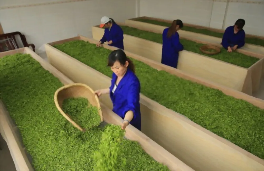 100% Natural Fresh Tea Ingredients Vacuum Dry Stir-Fried Loose Tea With OEM Service From Vietnam For Export