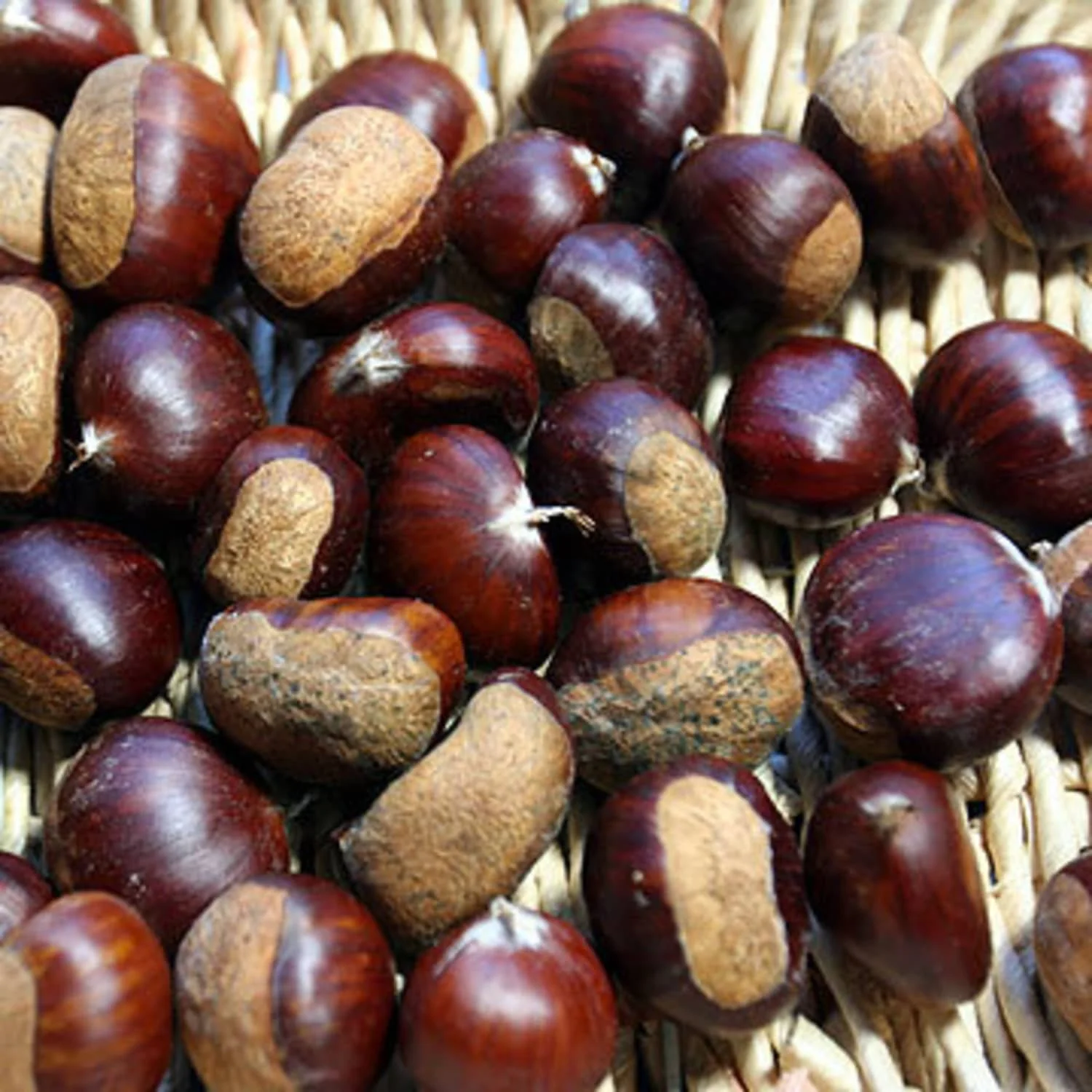 cheap price chestnuts Fresh roasted good quality dried chestnuts price