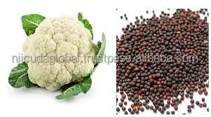 cauliflower seed2.jpg