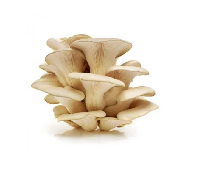 Fresh Oyster Mushroom