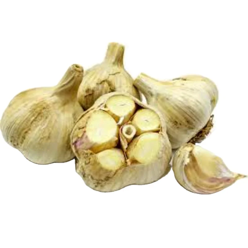 Fresh vegetable G1 Elephant Garlic
