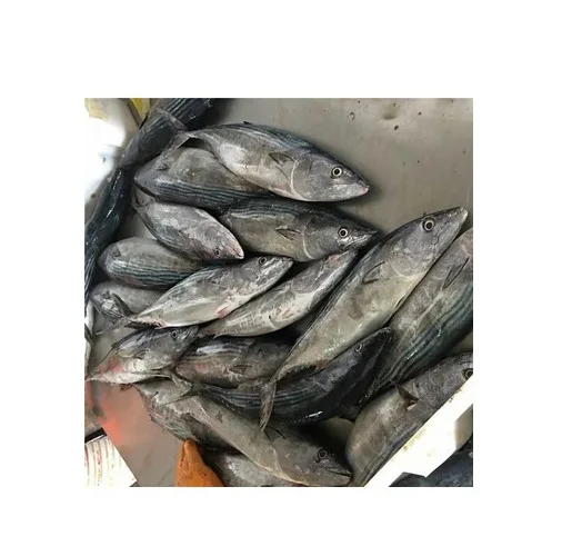Wholesale Supplier Of Bulk Fresh Stock of Frozen Whole Skipjack Tuna Fish