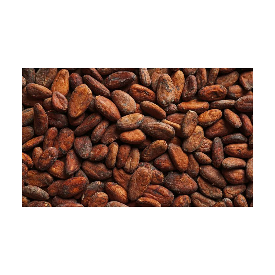 Sun Dried Raw Cocoa Beans | Cocoa Beans Suppliers | Manufacturers | Wholesalers