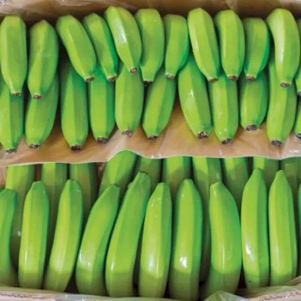 Fresh Bananas Green Cavendish Banana
