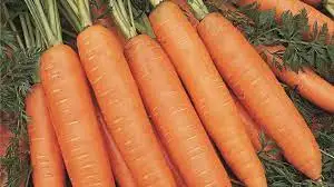 bangor carrot for sale