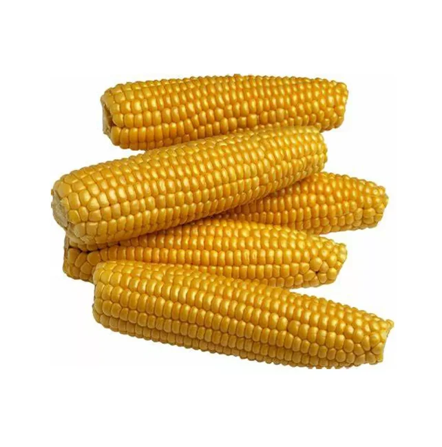 100% Wholesale Factory Price Drier Corn Non GMO Yellow Maize Corn