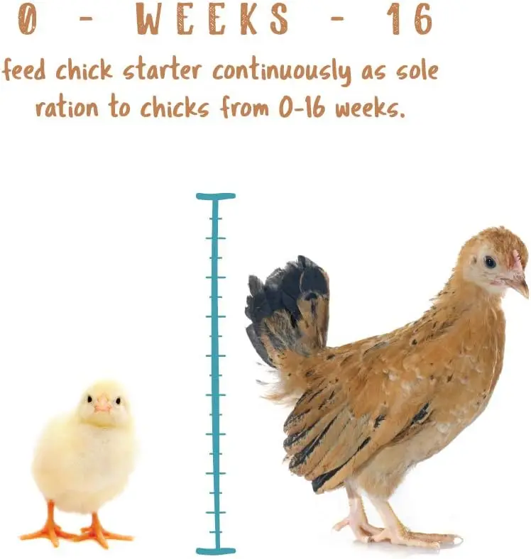 buy wholesale Chick Starter Food  Non Medicated Chick Feed  Chick Supplies  Duck Food 5 Pounds
