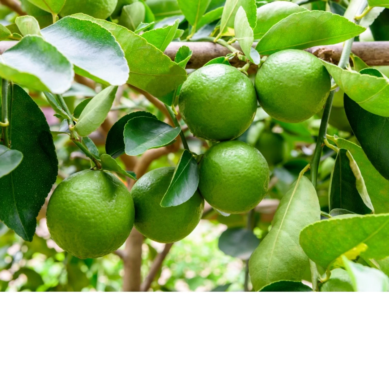 Lemon export good price Natural Fresh Lime - Fresh green seedless lime and lemon form Vietnam for export to middles east Asia