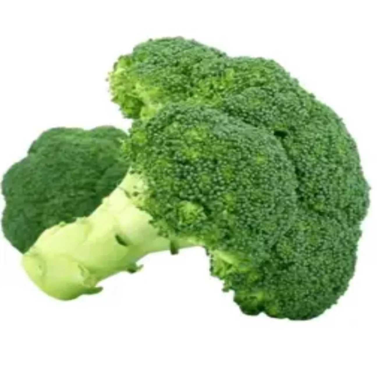 Top Grade High Quality Export Wholesale Fresh Broccoli Hot Sale
