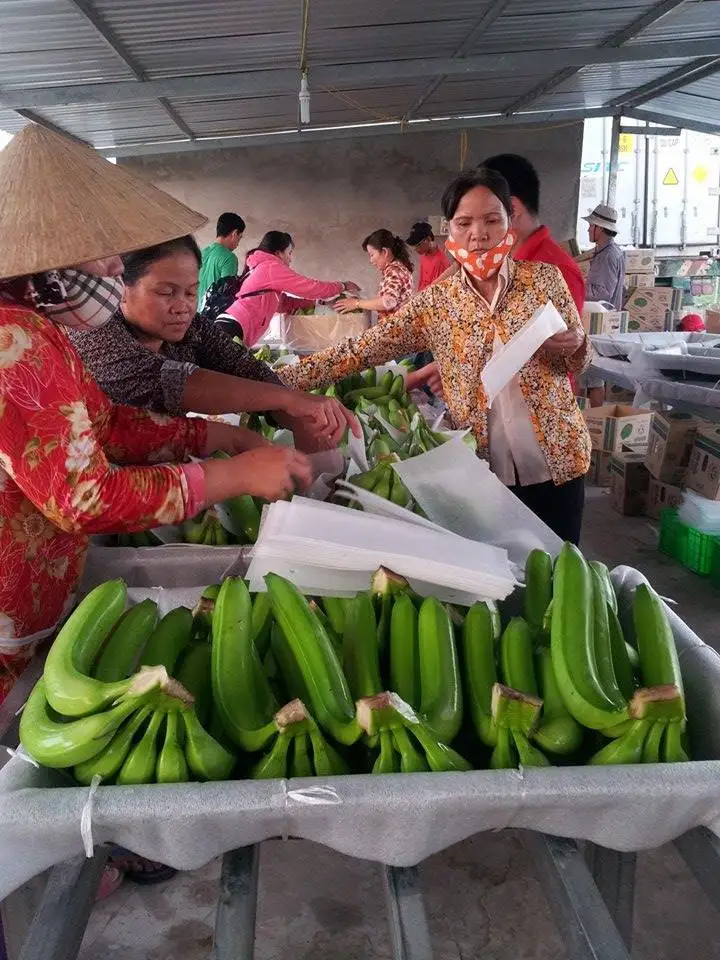 We Supply Quality Fresh Green Cavendish Banana to all over the world